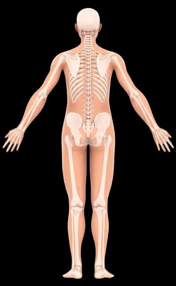 Vista posterior del cuerpo humano