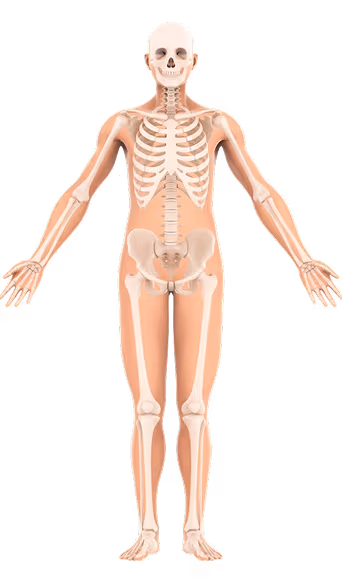Vista frontal del cuerpo humano